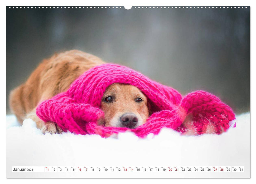 Calendrier photo Golden Retriever Hailey (Calvendo Premium Wall Calendar 2024) 