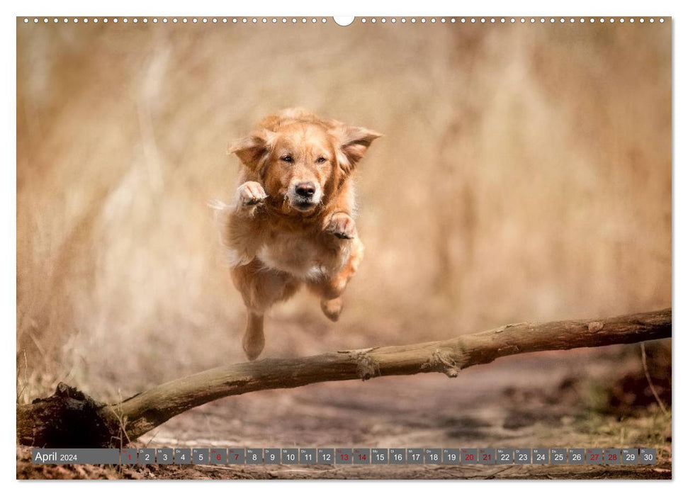 Golden Retriever Hailey Photo Calendar (CALVENDO Premium Wall Calendar 2024) 