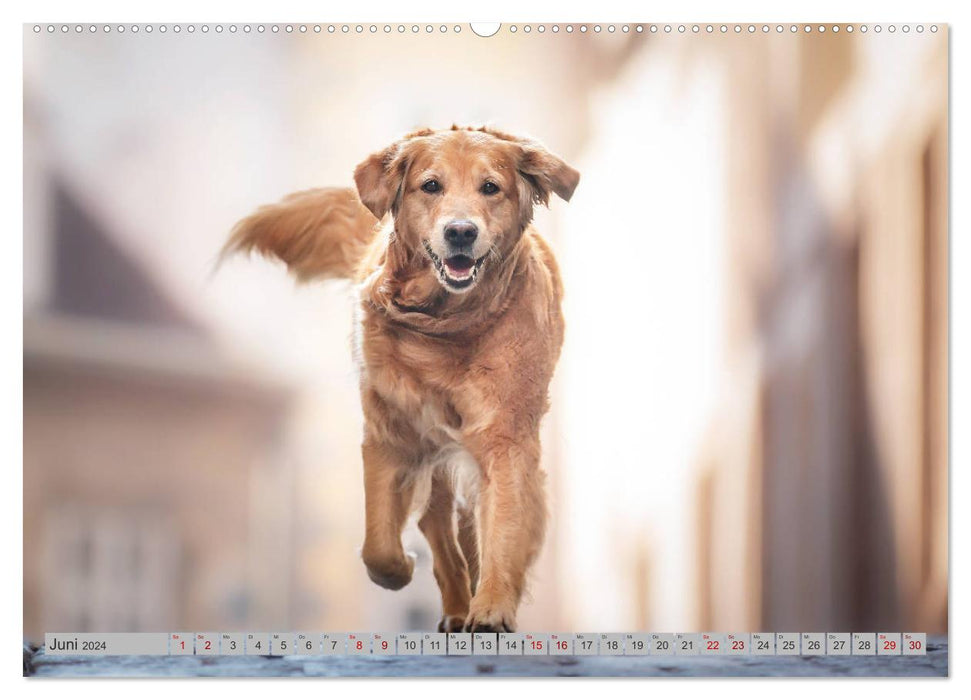 Golden Retriever Hailey Photo Calendar (CALVENDO Premium Wall Calendar 2024) 