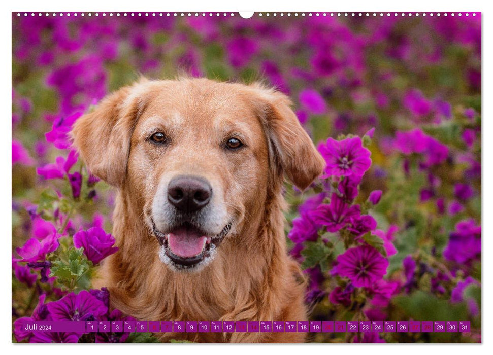 Calendrier photo Golden Retriever Hailey (Calvendo Premium Wall Calendar 2024) 