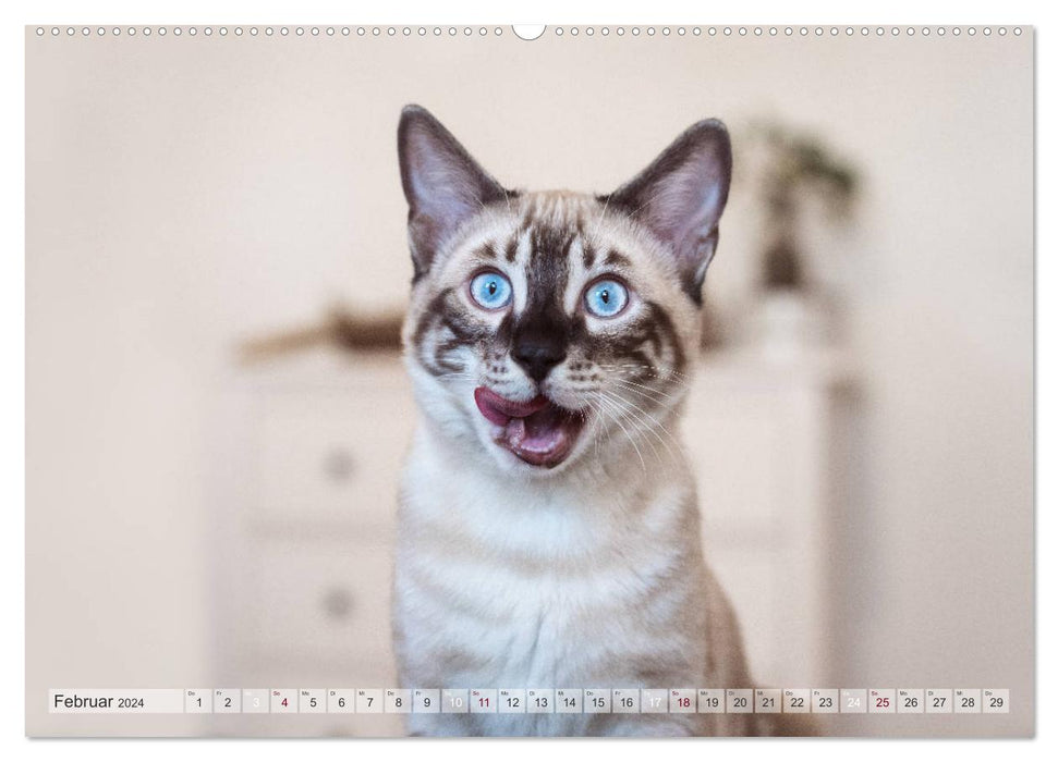 Salon sauvage – Le chat du Bengale (Calvendo Premium Wall Calendar 2024) 