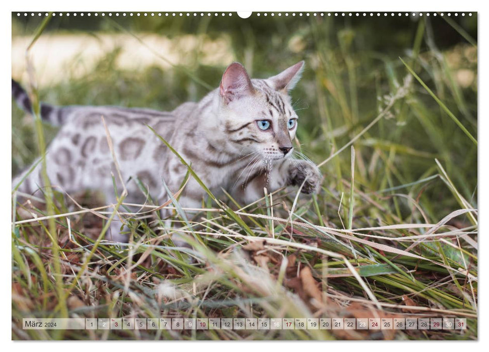 Salon sauvage – Le chat du Bengale (Calvendo Premium Wall Calendar 2024) 