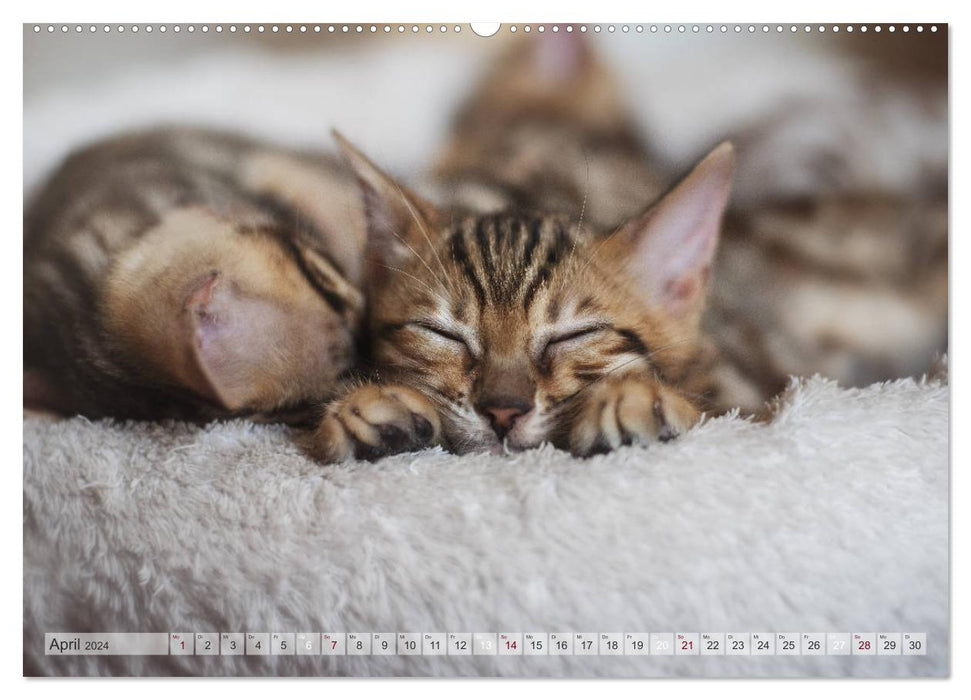 Wildes Wohnzimmer - Die Bengalkatze (CALVENDO Premium Wandkalender 2024)