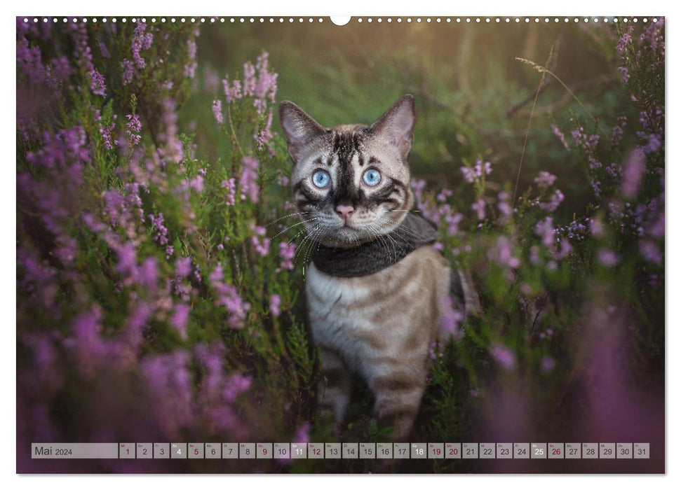 Salon sauvage – Le chat du Bengale (Calvendo Premium Wall Calendar 2024) 