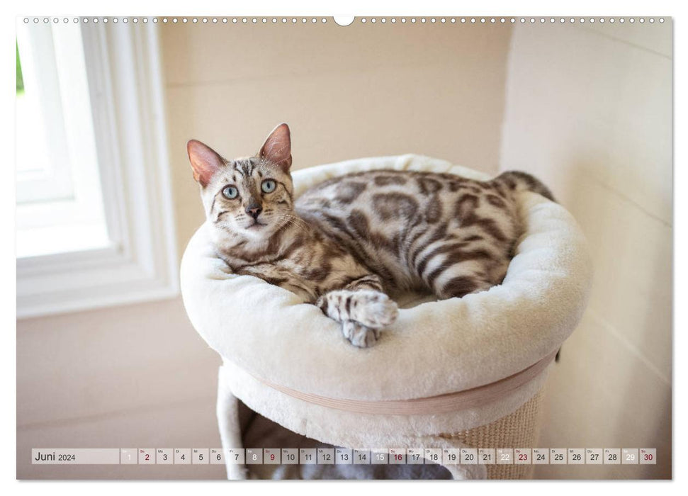 Salon sauvage – Le chat du Bengale (Calvendo Premium Wall Calendar 2024) 