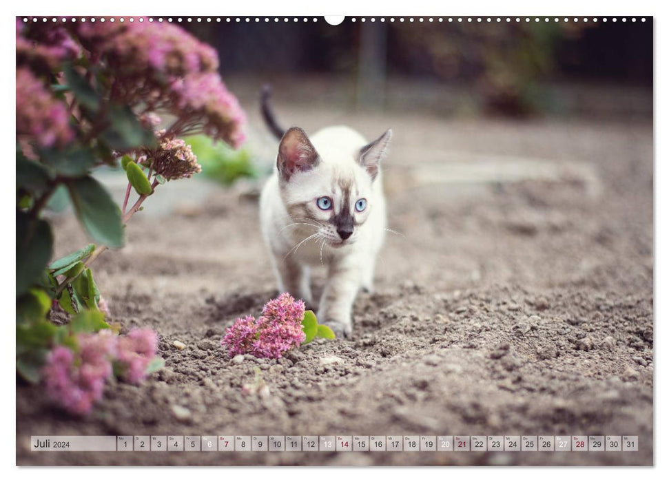 Salon sauvage – Le chat du Bengale (Calvendo Premium Wall Calendar 2024) 