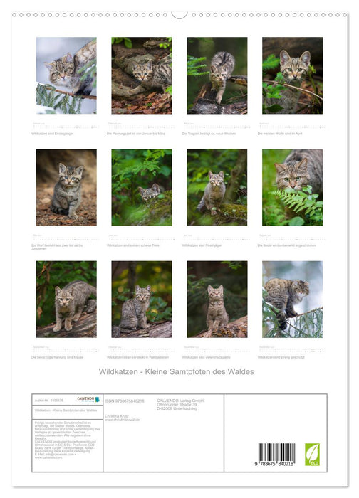 Wildkatzen - Kleine Samtpfoten des Waldes (CALVENDO Premium Wandkalender 2024)