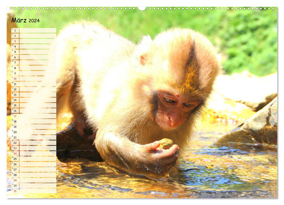 Zauberhafte Affenkinder. Süßer geht´s nicht! (CALVENDO Premium Wandkalender 2024)