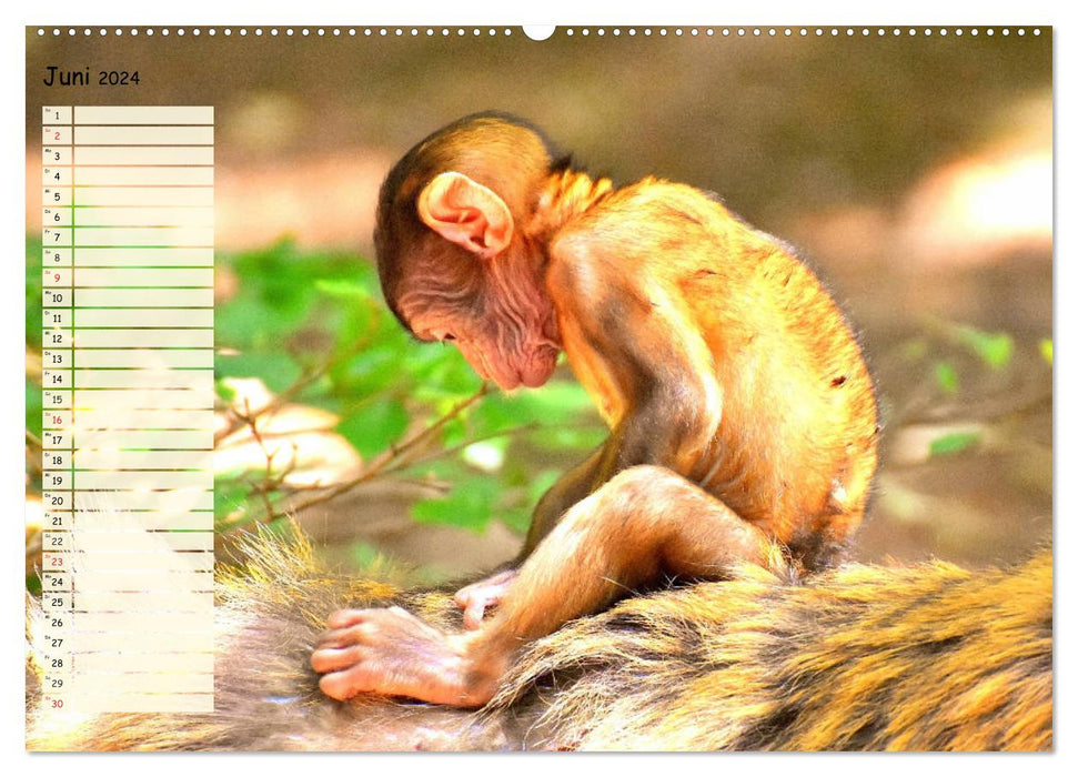 Enfants singes magiques. Cela ne pourrait pas être plus doux ! (Calendrier mural CALVENDO Premium 2024) 