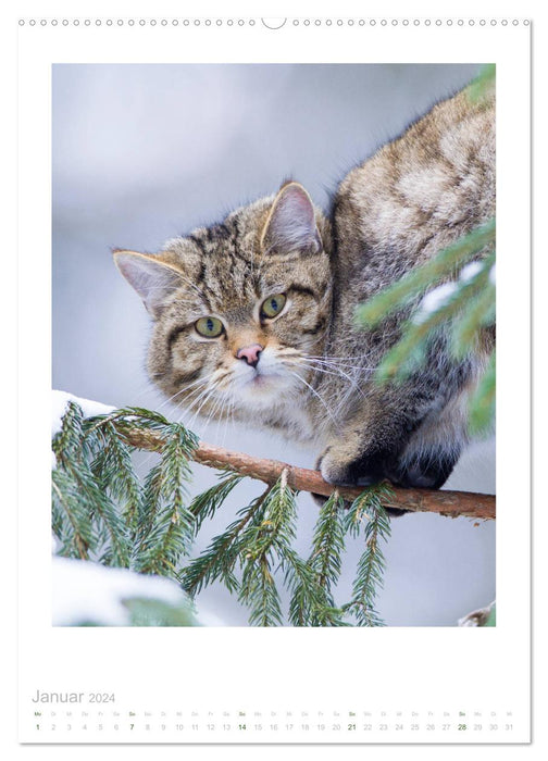 Chats Sauvages - Petites pattes de velours de la forêt (Calendrier mural CALVENDO 2024) 