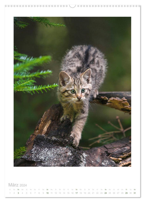 Chats Sauvages - Petites pattes de velours de la forêt (Calendrier mural CALVENDO 2024) 