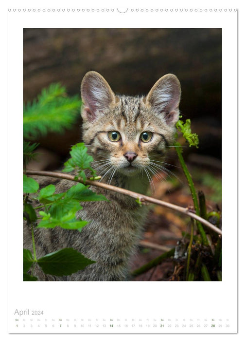 Chats Sauvages - Petites pattes de velours de la forêt (Calendrier mural CALVENDO 2024) 