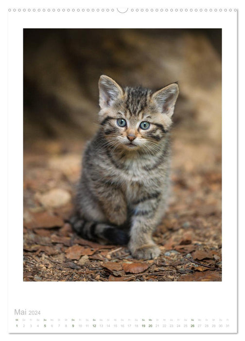 Wildkatzen - Kleine Samtpfoten des Waldes (CALVENDO Wandkalender 2024)