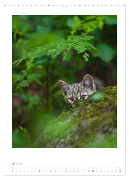 Chats Sauvages - Petites pattes de velours de la forêt (Calendrier mural CALVENDO 2024) 