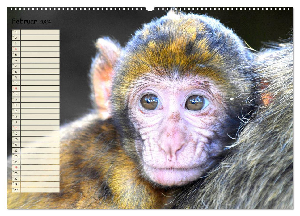 Zauberhafte Affenkinder. Süßer geht´s nicht! (CALVENDO Wandkalender 2024)