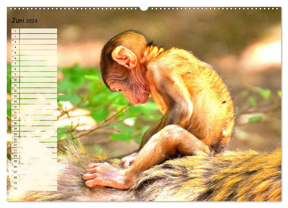 Zauberhafte Affenkinder. Süßer geht´s nicht! (CALVENDO Wandkalender 2024)