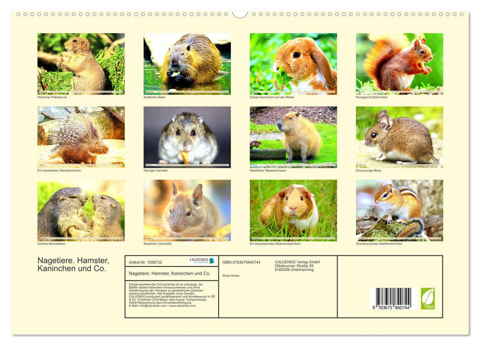 Les rongeurs. Hamsters, lapins et compagnie (Calendrier mural CALVENDO Premium 2024) 