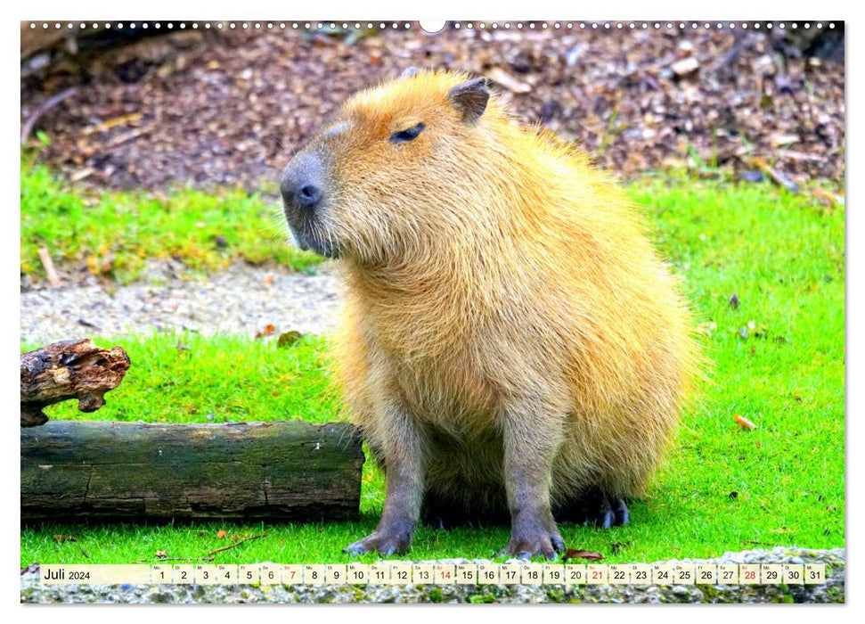 Les rongeurs. Hamsters, lapins et compagnie (Calendrier mural CALVENDO Premium 2024) 