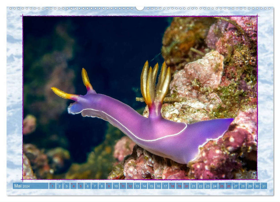 Farbenpracht unter Wasser (CALVENDO Premium Wandkalender 2024)