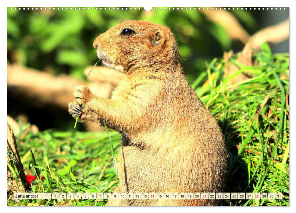 Nagetiere. Hamster, Kaninchen und Co. (CALVENDO Wandkalender 2024)