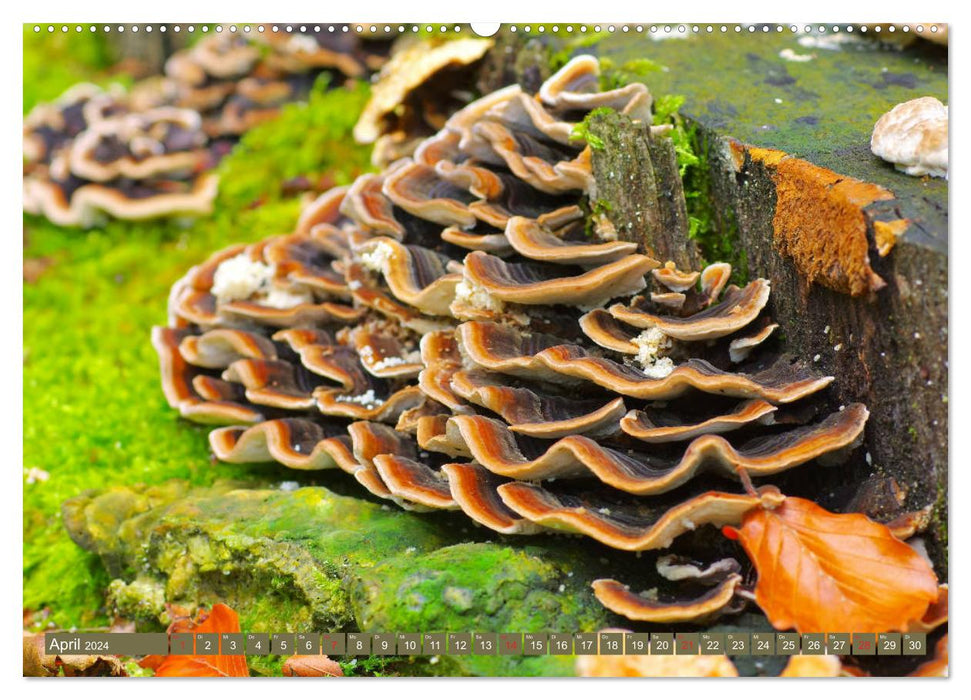 Die bunte Welt der Pilze (CALVENDO Premium Wandkalender 2024)