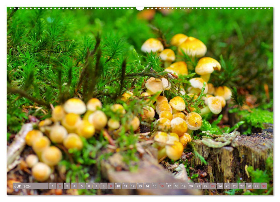 Die bunte Welt der Pilze (CALVENDO Wandkalender 2024)