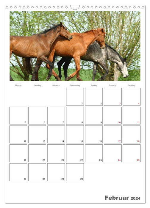 Pferde - Kameraden mit vier Hufen (CALVENDO Wandkalender 2024)