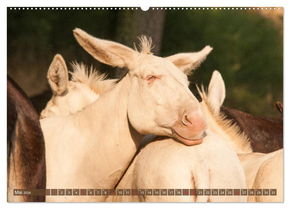 Lichtbringer - Österreichisch-Ungarische Barockesel (CALVENDO Premium Wandkalender 2024)