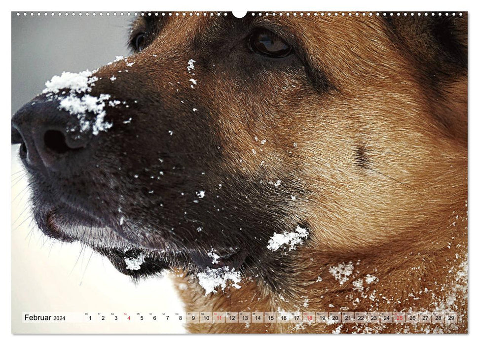 Deutscher Schäferhund – Faszinierende Augenblicke mit einem Herz auf vier Pfoten (CALVENDO Premium Wandkalender 2024)