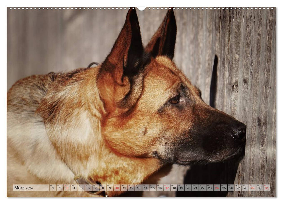 Deutscher Schäferhund – Faszinierende Augenblicke mit einem Herz auf vier Pfoten (CALVENDO Premium Wandkalender 2024)