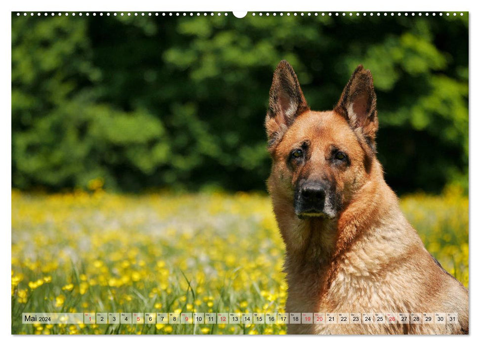 Deutscher Schäferhund – Faszinierende Augenblicke mit einem Herz auf vier Pfoten (CALVENDO Premium Wandkalender 2024)