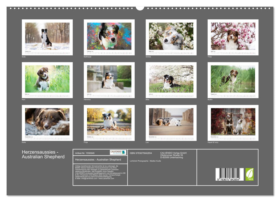 Herzensaussies - Australian Shepherd (CALVENDO Premium Wandkalender 2024)