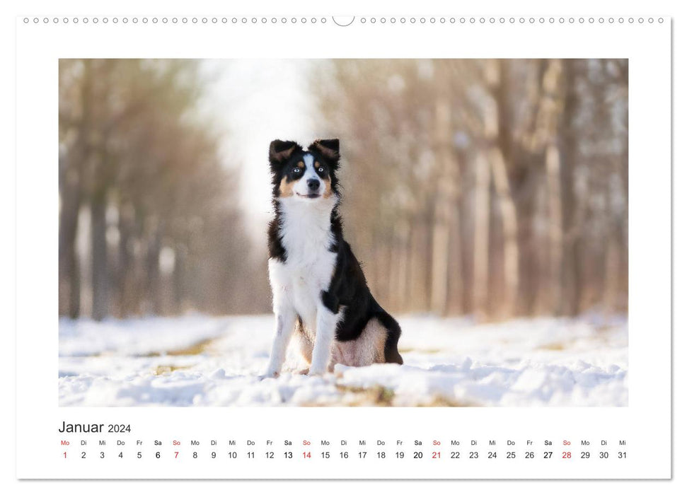 Herzensaussies - Australian Shepherd (CALVENDO Premium Wandkalender 2024)