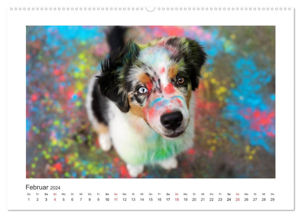 Herzensaussies - Australian Shepherd (CALVENDO Premium Wandkalender 2024)