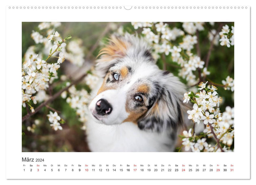 Herzensaussies - Australian Shepherd (CALVENDO Premium Wandkalender 2024)