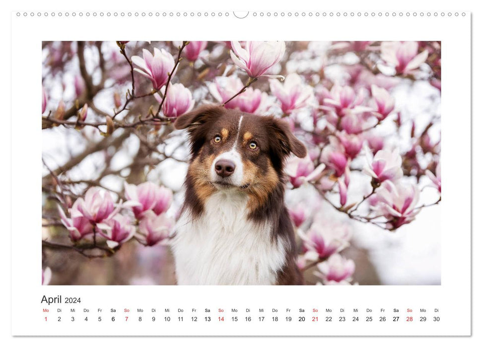 Herzensaussies - Australian Shepherd (CALVENDO Premium Wandkalender 2024)