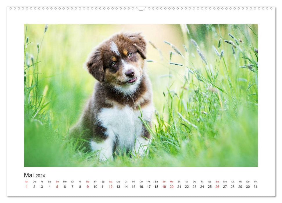 Herzensaussies - Australian Shepherd (CALVENDO Premium Wandkalender 2024)