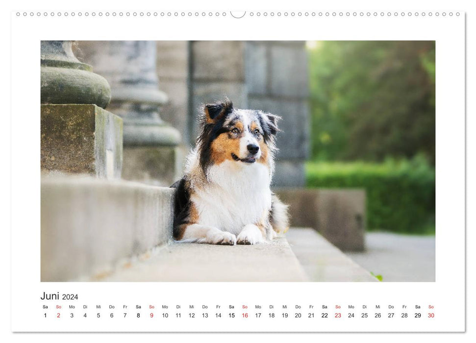 Herzensaussies - Australian Shepherd (CALVENDO Premium Wandkalender 2024)