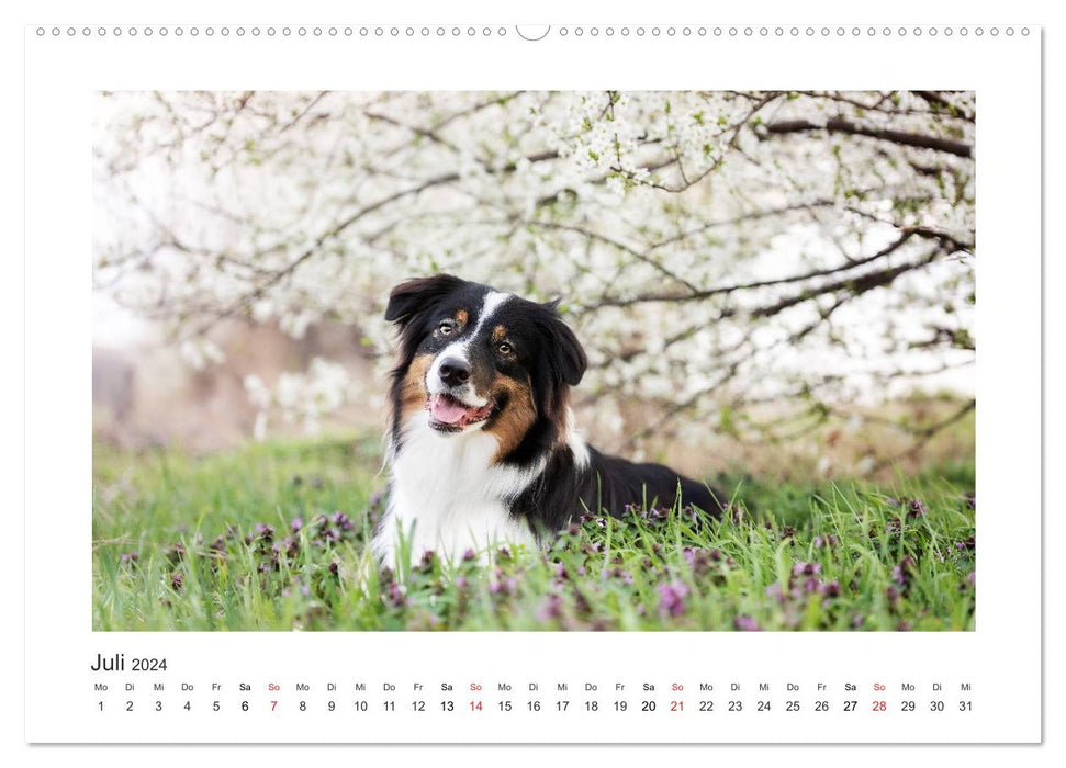 Herzensaussies - Australian Shepherd (CALVENDO Premium Wandkalender 2024)