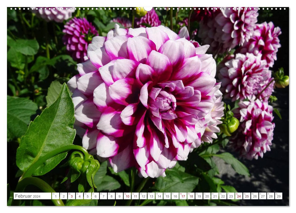 Sag es mit Blumen (CALVENDO Premium Wandkalender 2024)