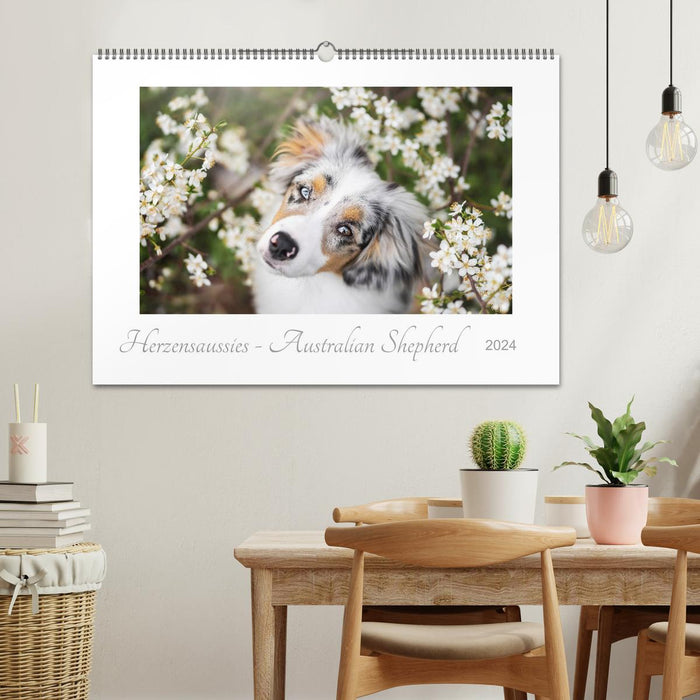 Herzensaussies - Australian Shepherd (CALVENDO Wandkalender 2024)