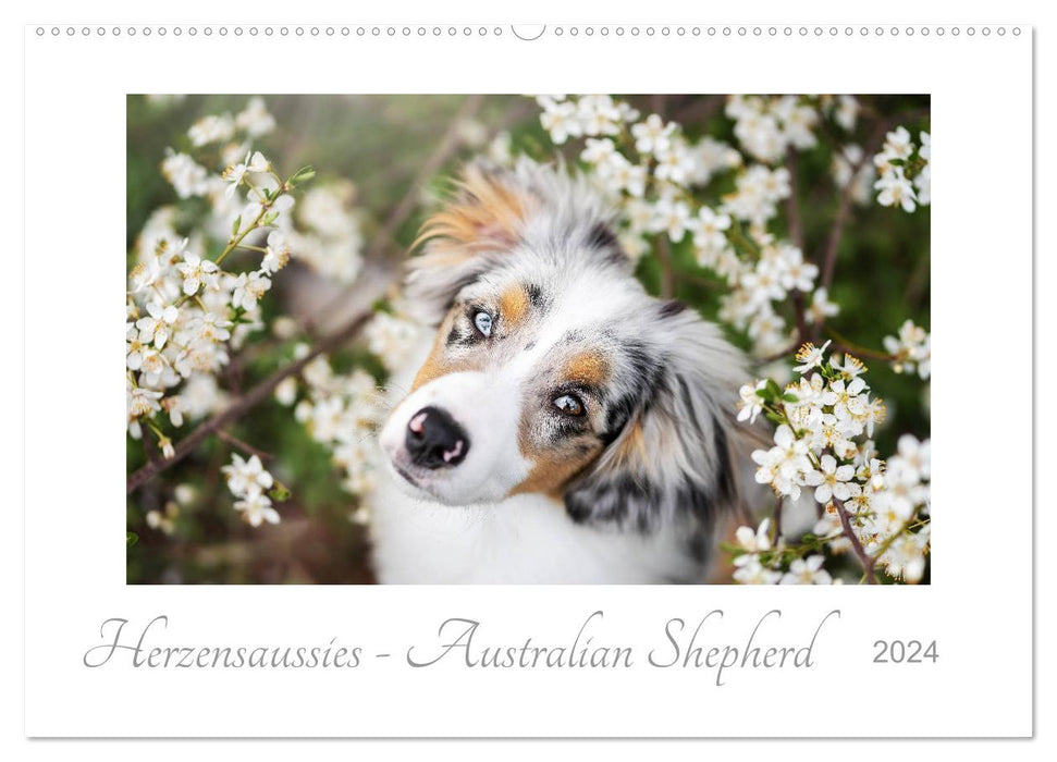 Herzensaussies - Australian Shepherd (CALVENDO Wandkalender 2024)