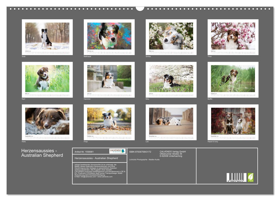 Herzensaussies - Australian Shepherd (CALVENDO Wandkalender 2024)