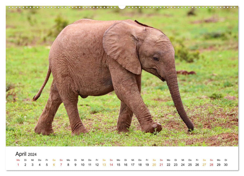 Der Afrikanische Elefant - Loxodonta africana (CALVENDO Premium Wandkalender 2024)