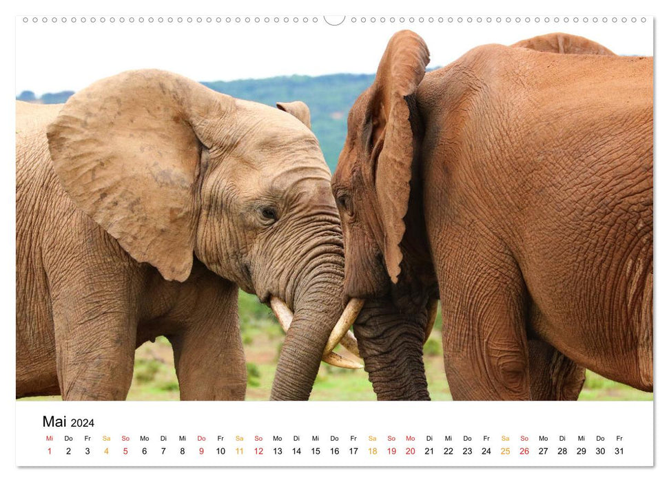 Der Afrikanische Elefant - Loxodonta africana (CALVENDO Premium Wandkalender 2024)