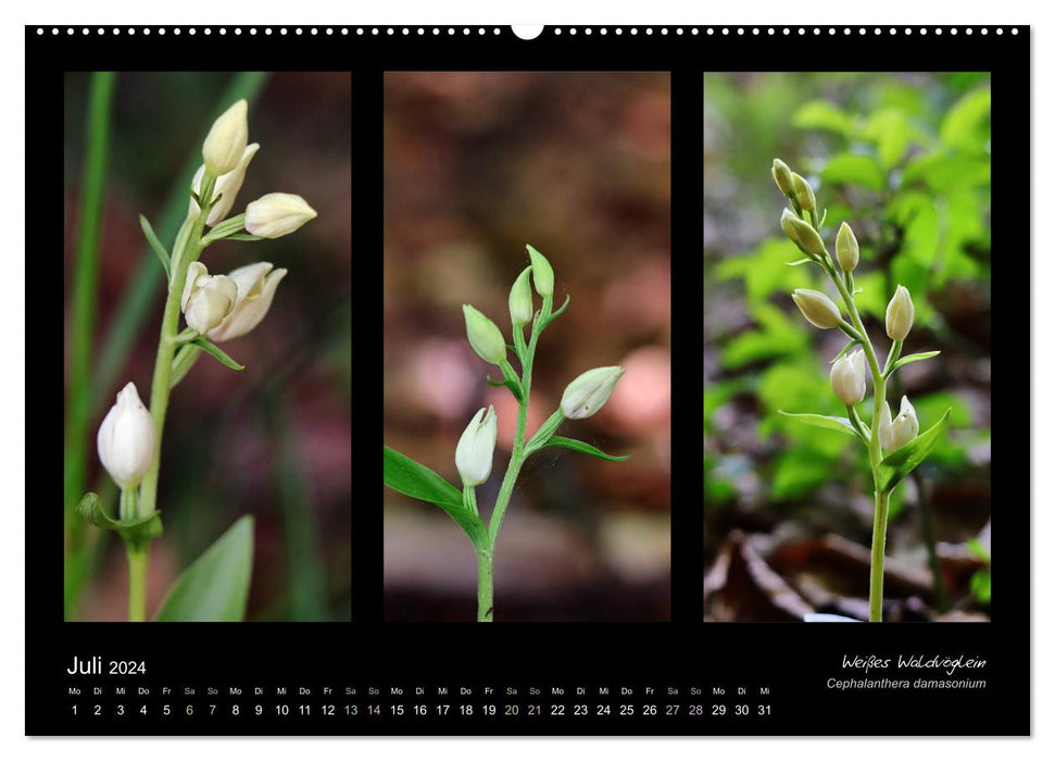 Heimische Orchideen im Dreierpack (CALVENDO Premium Wandkalender 2024)