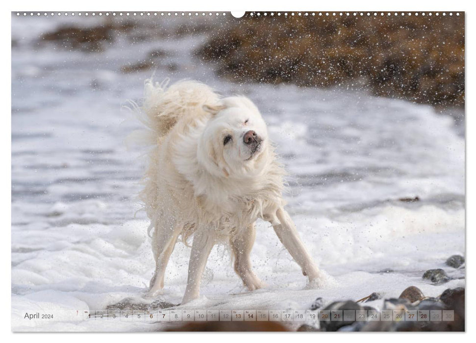 Mit Hunden an den Stränden von Nord- und Ostsee (CALVENDO Premium Wandkalender 2024)