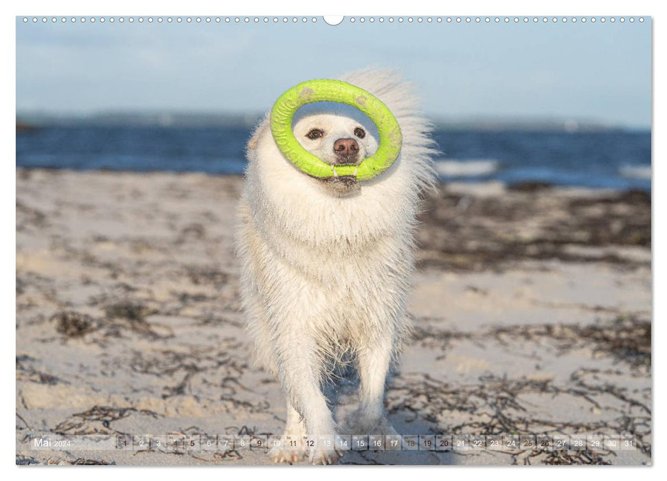 Mit Hunden an den Stränden von Nord- und Ostsee (CALVENDO Premium Wandkalender 2024)