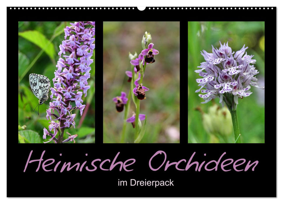 Heimische Orchideen im Dreierpack (CALVENDO Wandkalender 2024)