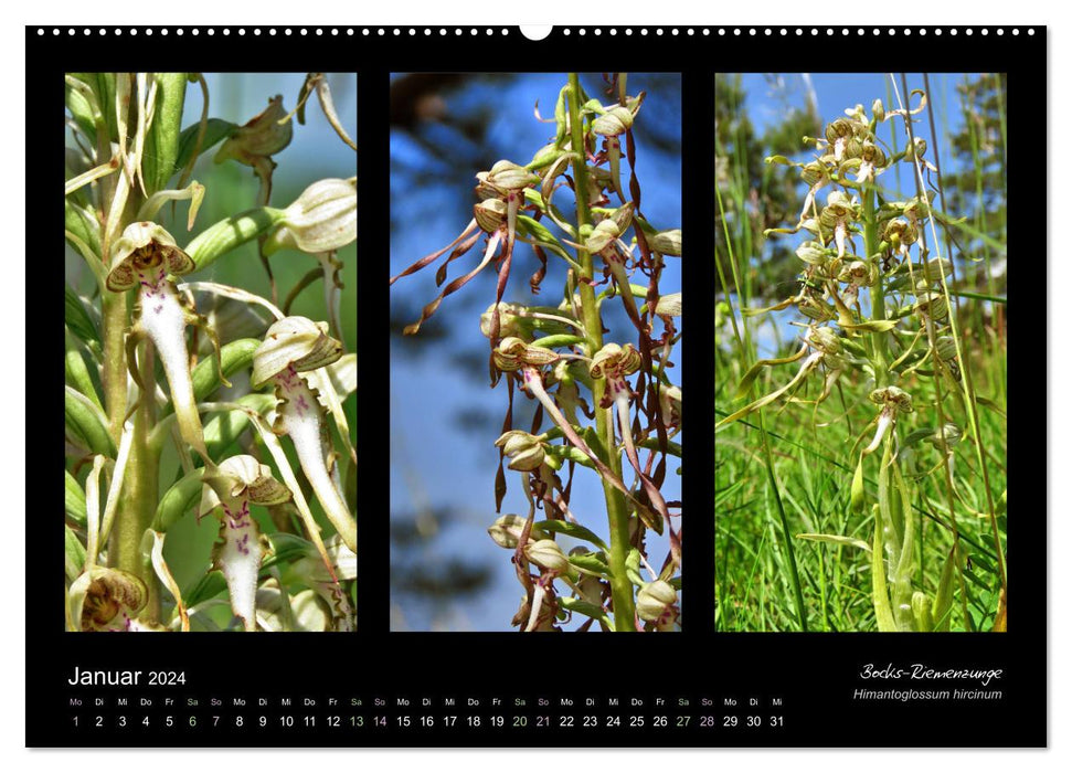 Heimische Orchideen im Dreierpack (CALVENDO Wandkalender 2024)